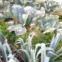 Les Légumes d'Hortense #3