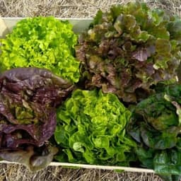 Les Jardins Vivants #1