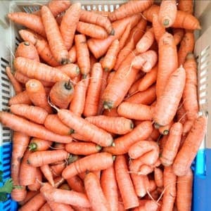 Carottes