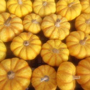 Courge Patidou