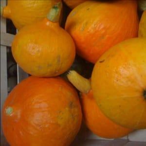 potimarron bio