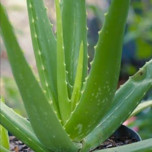 Aloe Vera