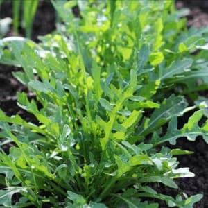 Roquette cultivée