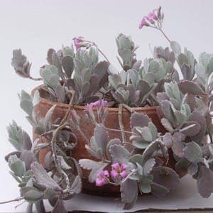 Kalanchoe Pumila