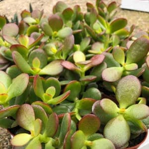 Crassula Ovata