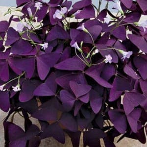 Oxalis triangularis