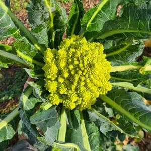 Choux romanesco