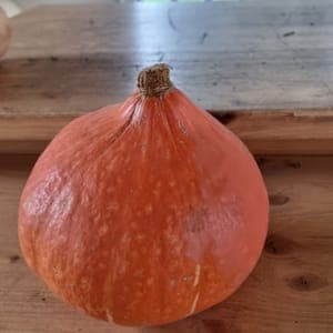 Potimarron
