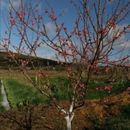 Les récoltes de la campesina #5