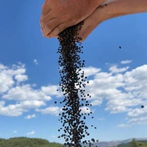 LENTILLES VERTES BIO