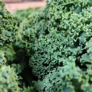 CHOU KALE