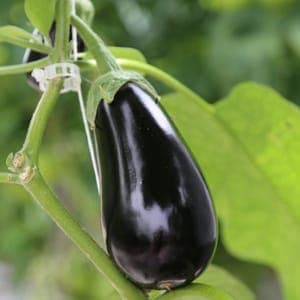 Aubergine (1 u = ~300g)