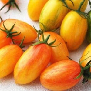 Plant de tomate Flammée Blush