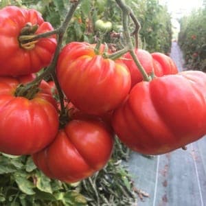 Plant de tomate Marmande
