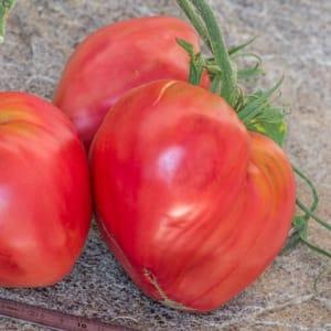 Plant de tomate Coeur de boeuf Reif Red