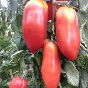 Plant de tomate Andine des fontenelles