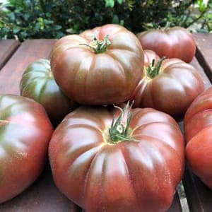 Plant de tomate Noire de Crimée