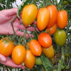 Plant de tomate Orange Banana