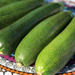 Plant de courgette verte Zuboda/Black beauty