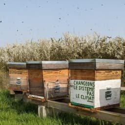 Ferme la Gazi - Abeille Marsienne #3