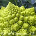 Chou romanesco