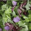 Mesclun de salades