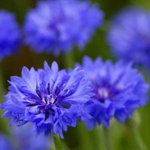 BLEUET