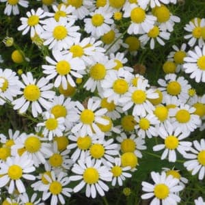CAMOMILLE MATRICAIRE