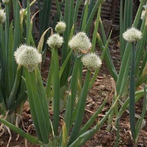 CIBOULE ISHIKURA
