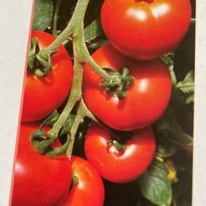 Plant Tomate Précoce Diplom F1