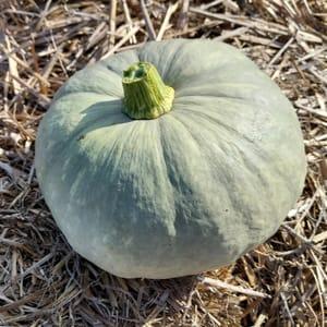 Courge bleue de Hongrie au détail