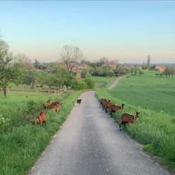 Les Pampilles de La Plaine #4