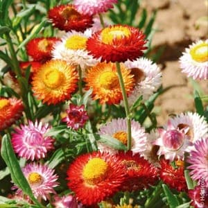 IMMORTELLE À BRACTÉS