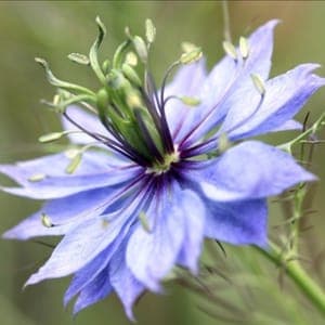 NIGELLE DE DAMAS
