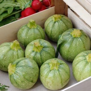 Courgettes rondes