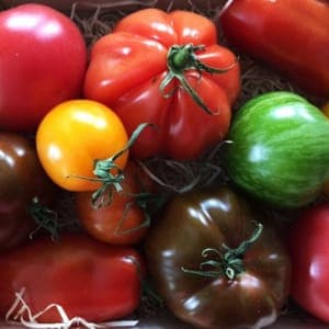 Tomates