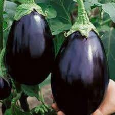 Plant d'aubergine Black Beauty
