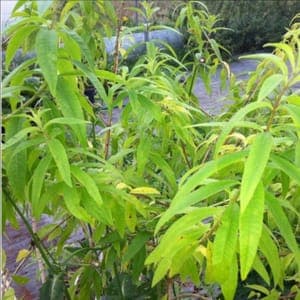 verveine citronnelle bio