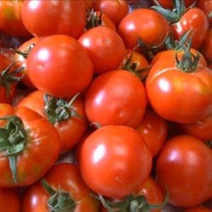 Tomate rouge bio