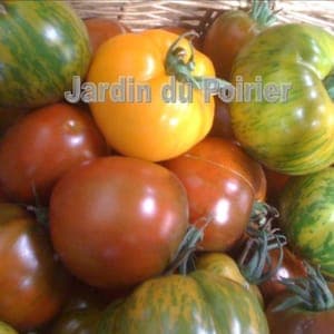 Tomate mélange bio