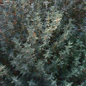 thym frais bio en bouquet