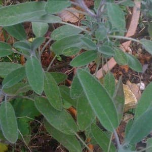 sauge fraîche bio