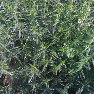 sarriette fraîche bio