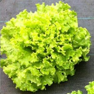 salade batavia bio