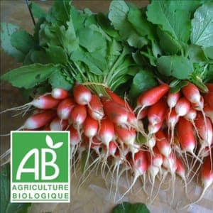 radis botte bio