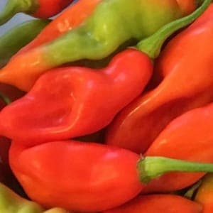 Plant de piment végétarien