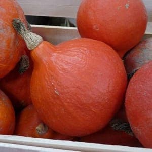 Plant de courge potimarron Red Kuri