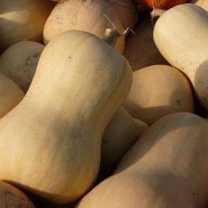 Plant de courge Butternut