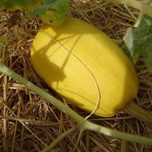 Plant de courge Spaghetti