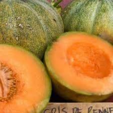 Plant de melon Petit gris de Rennes